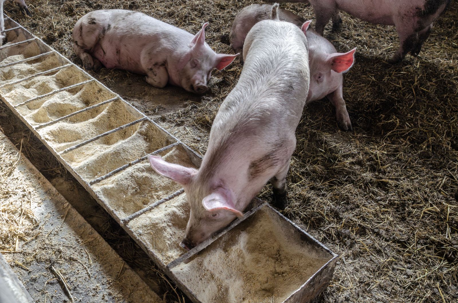 Pig feeding from trough in pen by Yuliya Sidorova via Istock